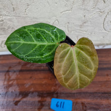 Load image into Gallery viewer, #611 Dark Anthurium Magnificum Hybrid x - Pink Sinus