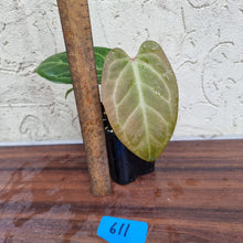 Load image into Gallery viewer, #611 Dark Anthurium Magnificum Hybrid x - Pink Sinus