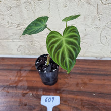Load image into Gallery viewer, #609 Philodendron Verrucosum - Rooted/Shot cutting
