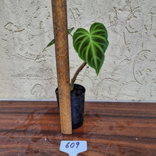 Load image into Gallery viewer, #609 Philodendron Verrucosum - Rooted/Shot cutting