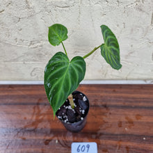 Load image into Gallery viewer, #609 Philodendron Verrucosum - Rooted/Shot cutting