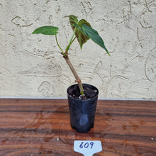 Load image into Gallery viewer, #609 Philodendron Verrucosum - Rooted/Shot cutting