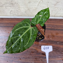 Load image into Gallery viewer, #608 Anthurium Magnificum Hybrid x - Pink Sinus