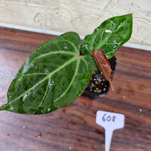 Load image into Gallery viewer, #608 Anthurium Magnificum Hybrid x - Pink Sinus