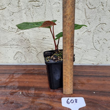 Load image into Gallery viewer, #608 Anthurium Magnificum Hybrid x - Pink Sinus