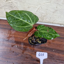 Load image into Gallery viewer, #608 Anthurium Magnificum Hybrid x - Pink Sinus