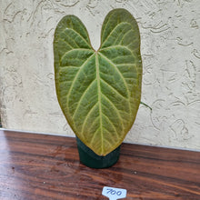 Load image into Gallery viewer, #700 Large Anthurium NOID