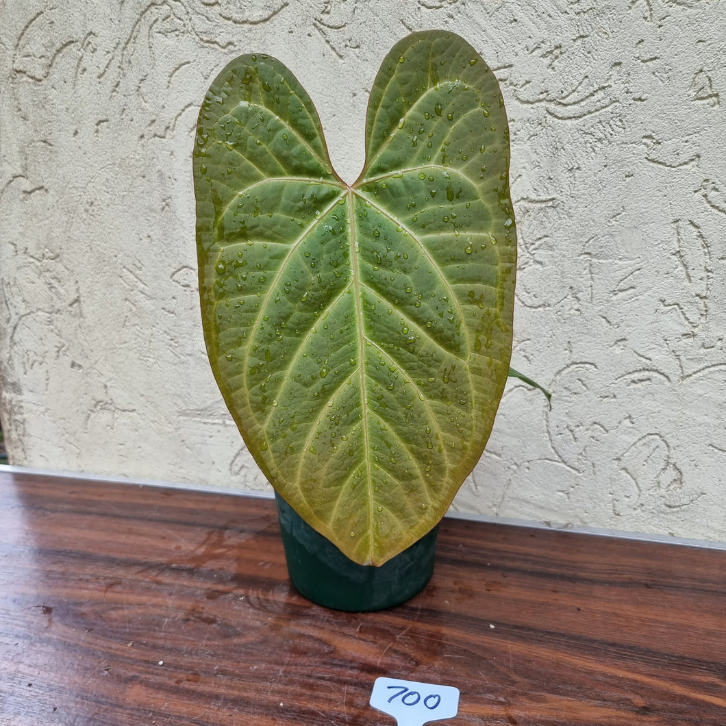 #700 Large Anthurium NOID