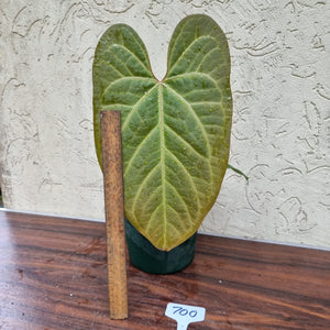 #700 Large Anthurium NOID