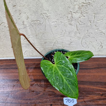 Load image into Gallery viewer, #700 Large Anthurium NOID