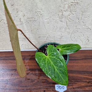 #700 Large Anthurium NOID