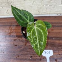 Load image into Gallery viewer, #701 Anthurium Crystallinum x