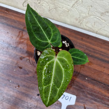 Load image into Gallery viewer, #701 Anthurium Crystallinum x