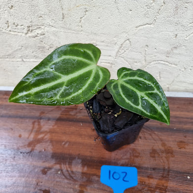 #102  Anthurium Magnificum Hybrid x