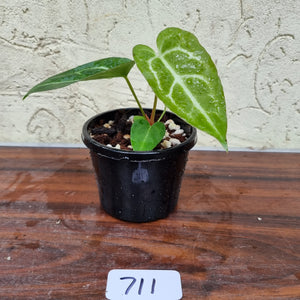 #711 Anthurium Crystallinum x