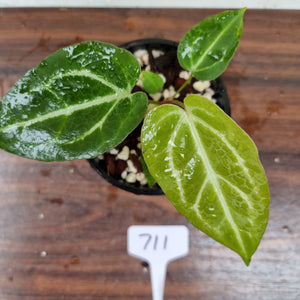 #711 Anthurium Crystallinum x
