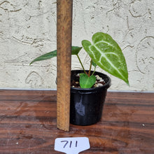 Load image into Gallery viewer, #711 Anthurium Crystallinum x