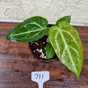 #711 Anthurium Crystallinum x