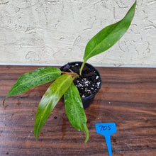 Load image into Gallery viewer, #705 Philodendron Autumn Queen - Rooted/Shot Cutting