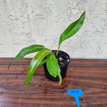 Load image into Gallery viewer, #705 Philodendron Autumn Queen - Rooted/Shot Cutting