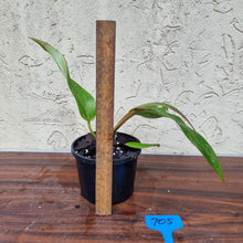 Load image into Gallery viewer, #705 Philodendron Autumn Queen - Rooted/Shot Cutting