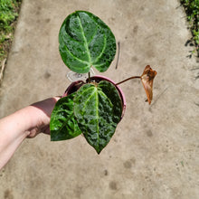 Load image into Gallery viewer, #3 Anthurium NOID