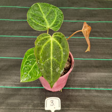 Load image into Gallery viewer, #3 Anthurium NOID