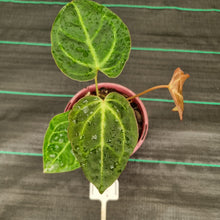 Load image into Gallery viewer, #3 Anthurium NOID