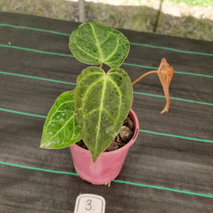 #3 Anthurium NOID