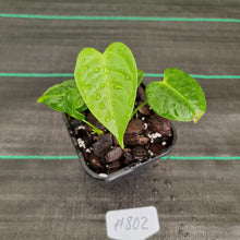 Load image into Gallery viewer, #802 Anthurium Veitchii Rooted/Shot Cutting -  Wide Form