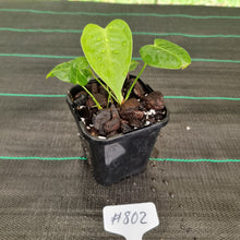 Load image into Gallery viewer, #802 Anthurium Veitchii Rooted/Shot Cutting -  Wide Form