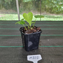Load image into Gallery viewer, #802 Anthurium Veitchii Rooted/Shot Cutting -  Wide Form
