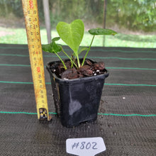 Load image into Gallery viewer, #802 Anthurium Veitchii Rooted/Shot Cutting -  Wide Form
