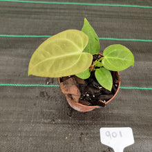 Load image into Gallery viewer, #901 Anthurium Complex Hybrid