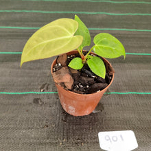 Load image into Gallery viewer, #901 Anthurium Complex Hybrid