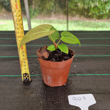 Load image into Gallery viewer, #901 Anthurium Complex Hybrid