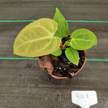 Load image into Gallery viewer, #901 Anthurium Complex Hybrid