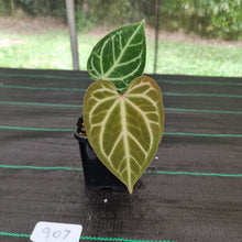 Load image into Gallery viewer, #907 Anthurium Magnificum - Pure