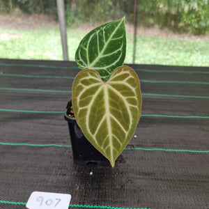 #907 Anthurium Magnificum - Pure