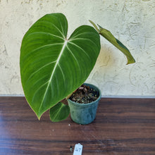 Load image into Gallery viewer, #47 Philodendron Gloriosum