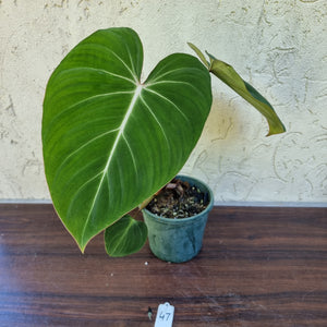 #47 Philodendron Gloriosum