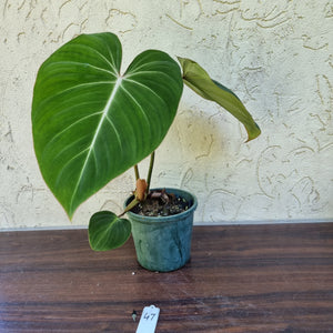#47 Philodendron Gloriosum