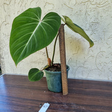 Load image into Gallery viewer, #47 Philodendron Gloriosum