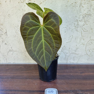 #100 Anthurium 'Velvet Shadow'