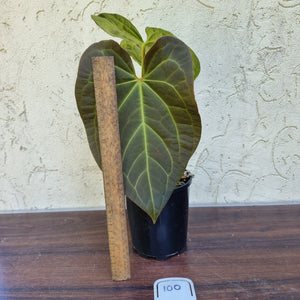 #100 Anthurium 'Velvet Shadow'