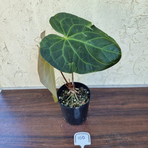 #100 Anthurium 'Velvet Shadow'
