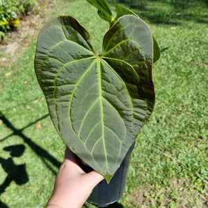 #100 Anthurium 'Velvet Shadow'
