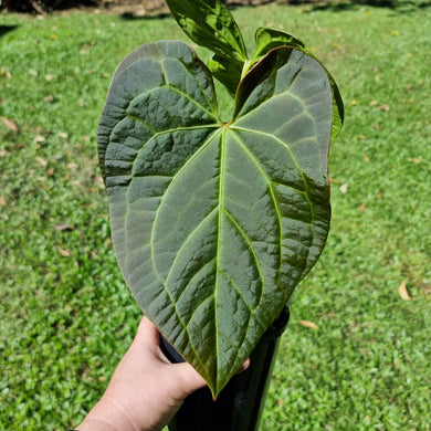 #100 Anthurium 'Velvet Shadow'