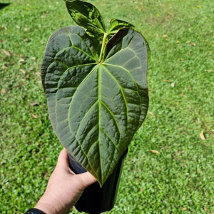 #100 Anthurium 'Velvet Shadow'