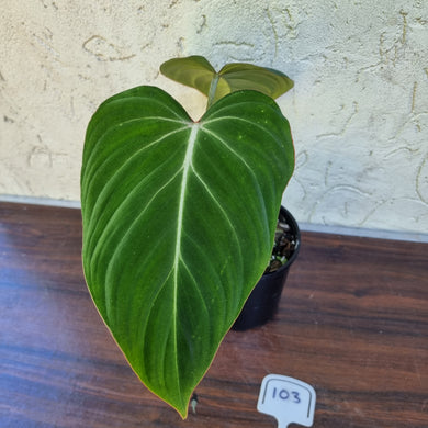 #103 Philodendron Gloriosum
